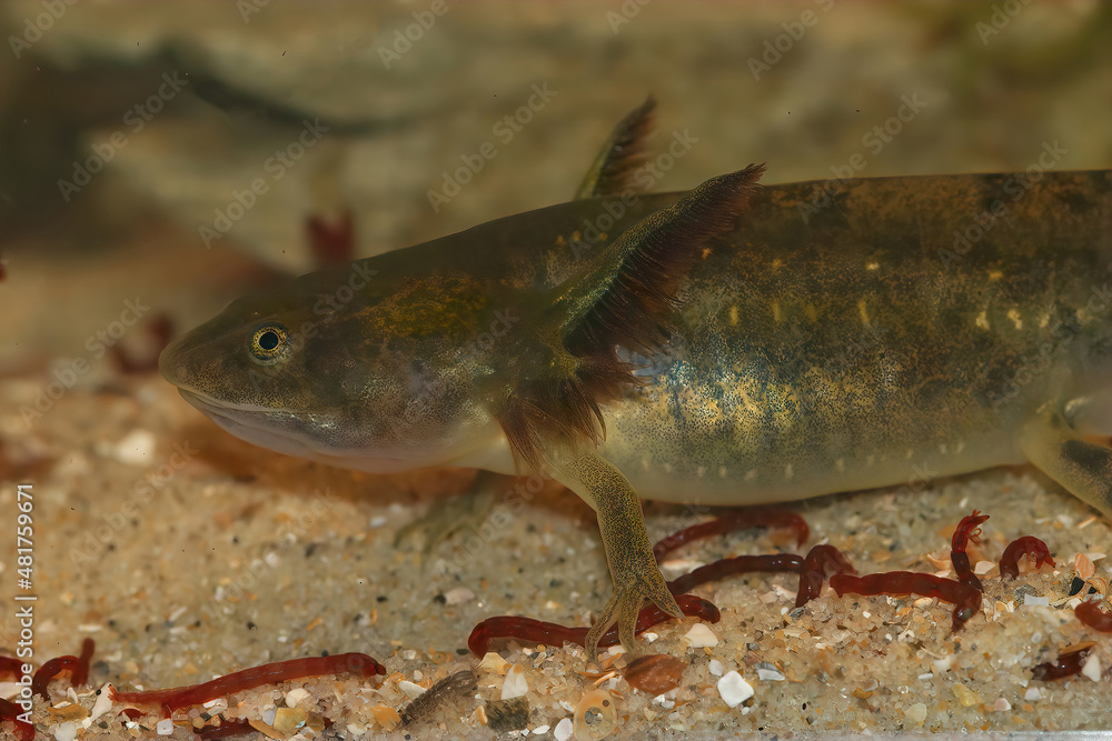 Closeup on an aquatic large larvae of the Barred tiger salamander , Ambystoma mavortium feeding on bloodworms Closeup on an aquatic large larvae of the Barred tiger salamander , Ambystoma mavortium feeding on bloodworms