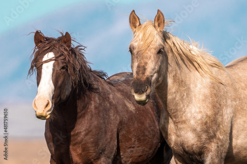 Onaqui Wild Horses © Meaghanne Scheering