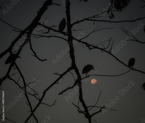 a flock of blacl crowned night herons on tree branch with full moon in the background