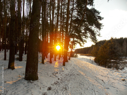 Pine forest covered with snow, a path for people and a sun glare. Atmospheric winter forest