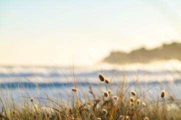 golden beach vegetation and bunny tail grass at Mount Maunganui.