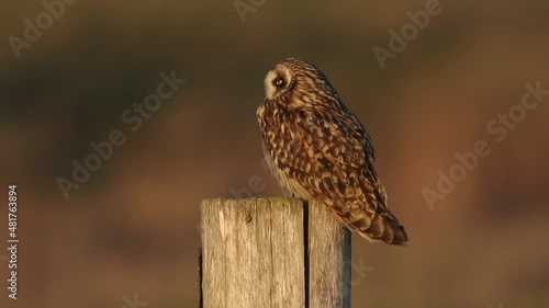 A beautiful Short-eared Owl, Asio flammeus, perched on a fence post. photo