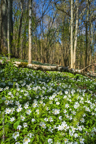 Blooming Wood anemone flowers at spring in a forest