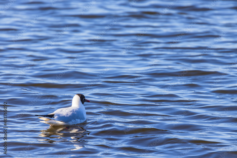 Black headed gull in a lake Black headed gull in a lake