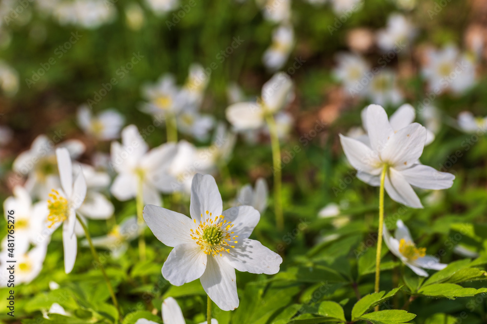 Wood anemones flowering in a sunny spring meadow Wood anemones flowering in a sunny spring meadow