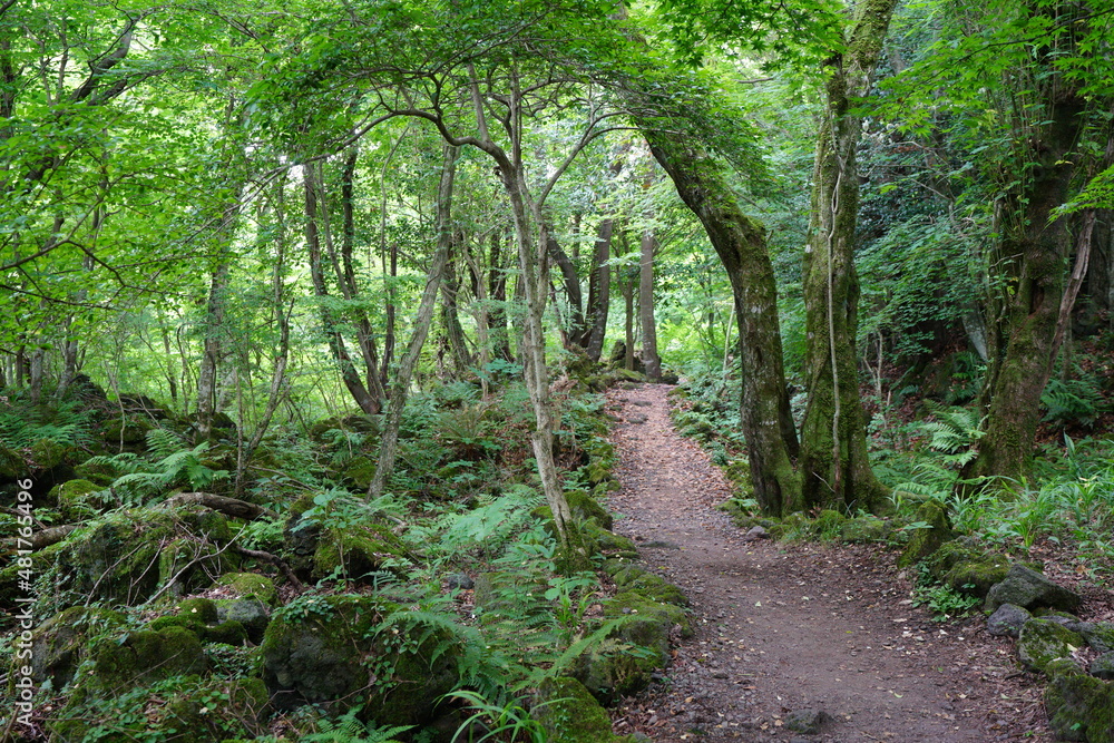 a refreshing spring forest with mossy trees and path a refreshing spring forest with mossy trees and path