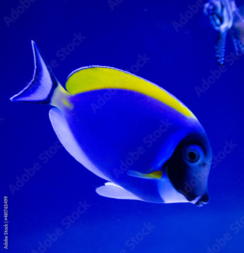 marine aquarium fish Naso lituratus photo