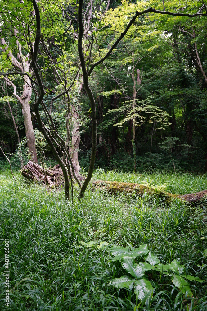 fallen trees in a thick wild forest fallen trees in a thick wild forest