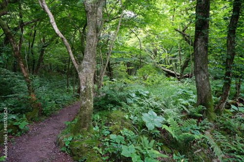 fern and old trees in primeval forest
