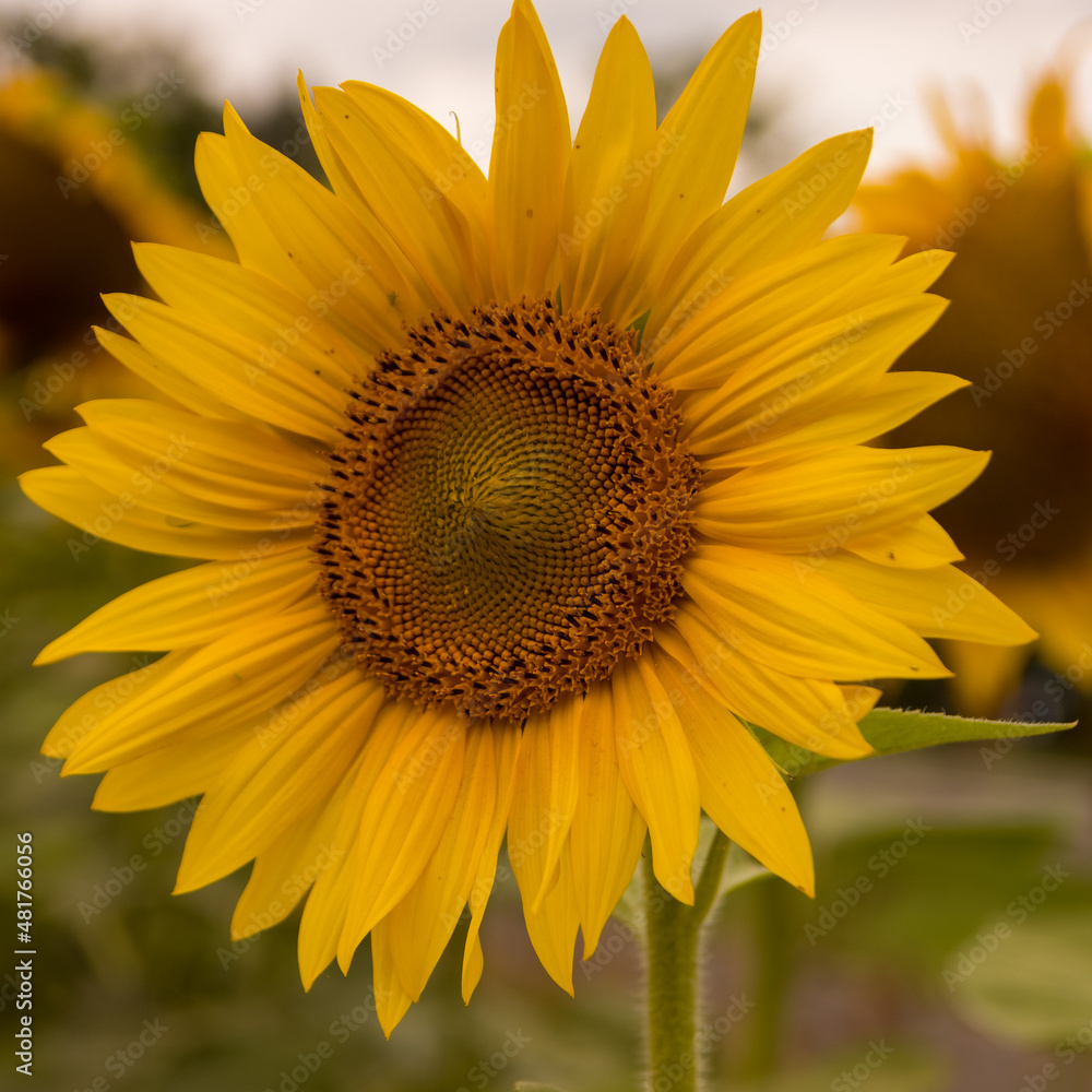 Naklejka premium single sunflower in sunshine