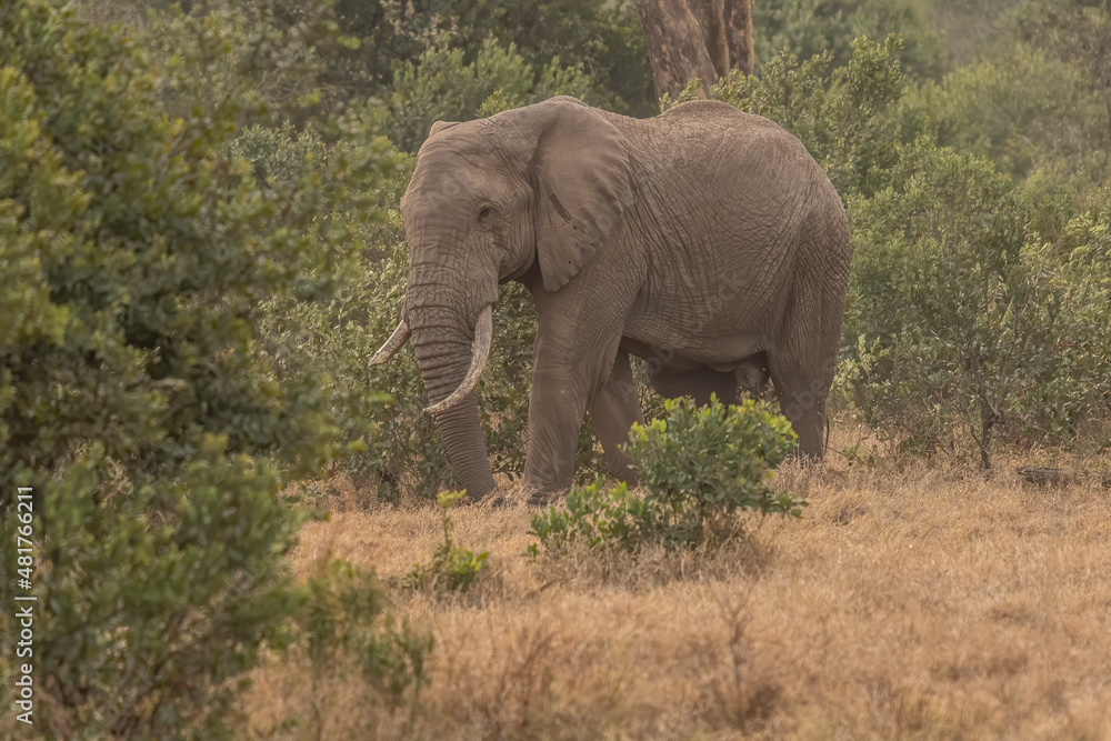 Obraz premium Wild african elephant close up, Botswana, Africa