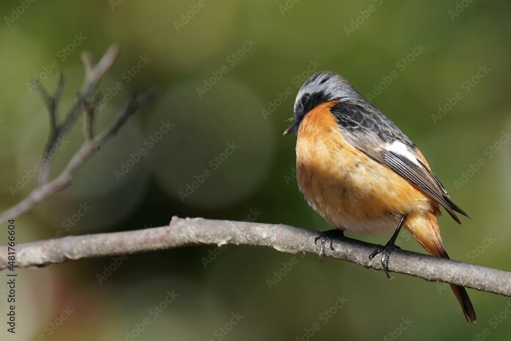 daurian redstart in the forest daurian redstart in the forest