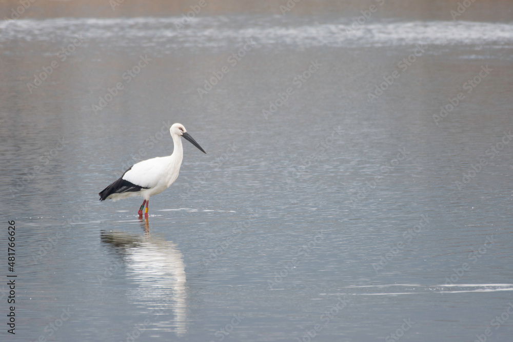 White stork on pond of Wakayama Prefecture