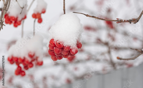 a growing branch of red frozen viburnum with a slide of snow in winter