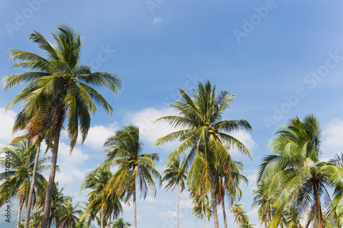Tropical landscape coconut palm tree with sky and white cloud background.