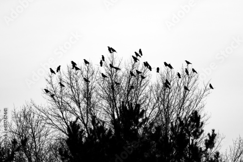 Fototapeta crow on the tree
