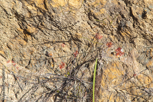 some rosettes of Drosera trinervia in natural habitat seen in the Kogelberg near Kleinmond in the Western Cape of South Africa photo