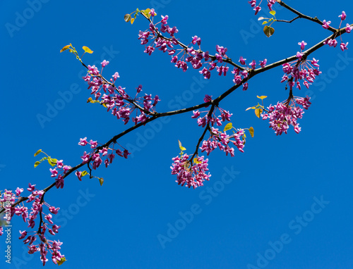 Eastern Redbud, or Eastern Redbud Cercis canadensis purple spring blossom in sunny day. Close-up of Judas tree pink flowers. Selective focus. Nature concept for design. Place for your text