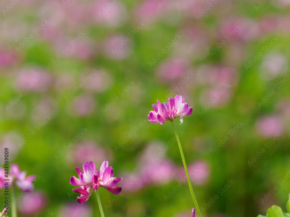 pink flowers