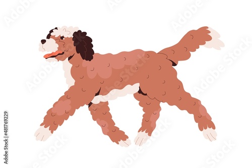 Labradoodle dog walking. Happy cute goldendoodle doggy with curly wavy hair. Fluffy canine animal of doodle breed. Friendly cheerful puppy. Flat vector illustration isolated on white background