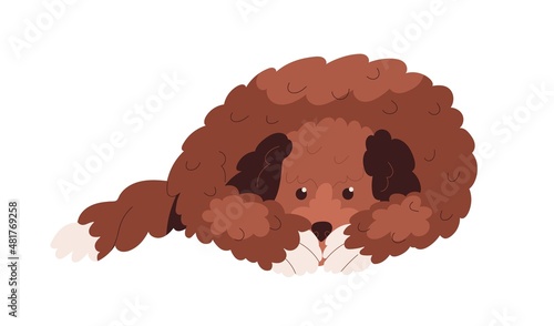 Labradoodle dog lying. Cute goldendoodle doggy covering muzzle with paws. Sad canine animal of doodle breed. Adorable puppy missing smb. Flat vector illustration isolated on white background