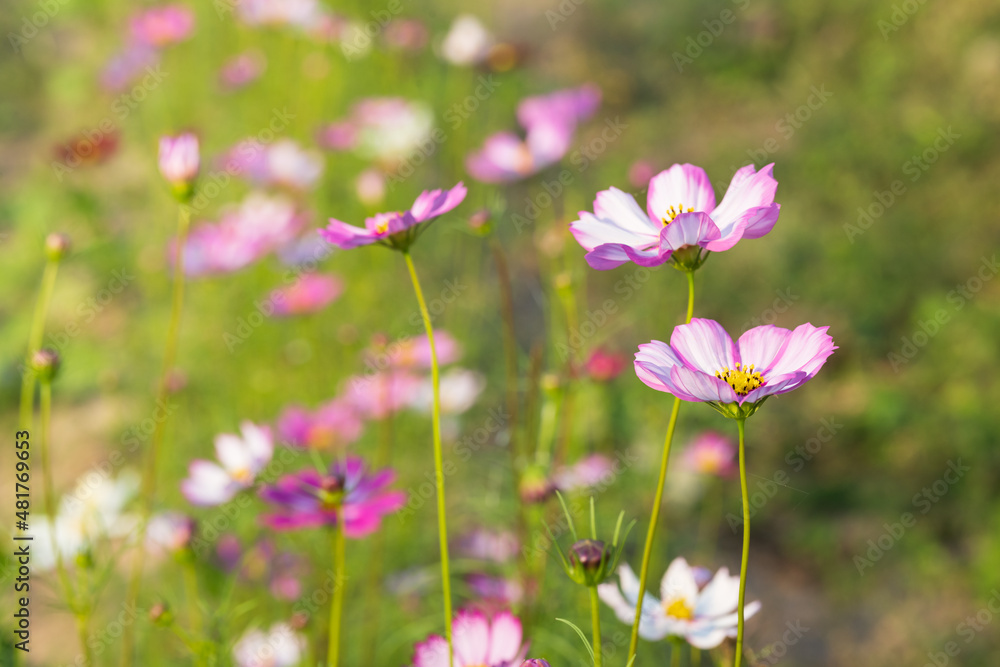 Soft focus cosmos flowers in the garden.Field of blooming colorful flowers on a outdoor park.Selective focus.