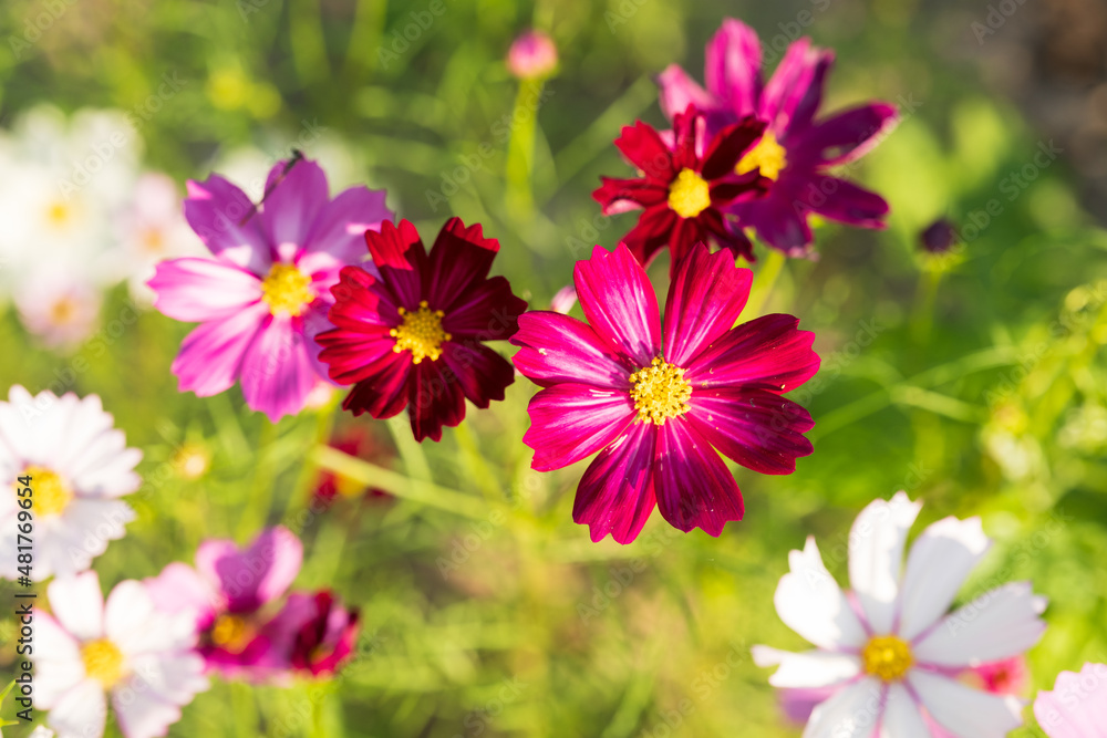 Obraz premium Soft focus cosmos flowers in the garden.Field of blooming colorful flowers on a outdoor park.Selective focus.