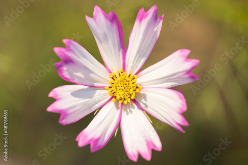 Soft focus cosmos flowers in the garden.Field of blooming colorful flowers on a outdoor park.Selective focus.