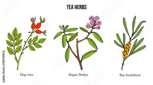 Set of different tea plants