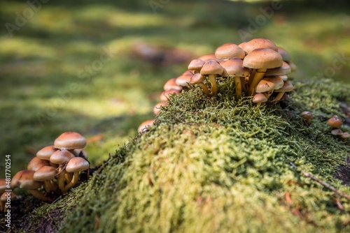Nahaufnahme von einem mit Moos bewachsenen Baumstumpf und Waldboden im Wald mit Stockschw  mmchen Pilze  Deutschland