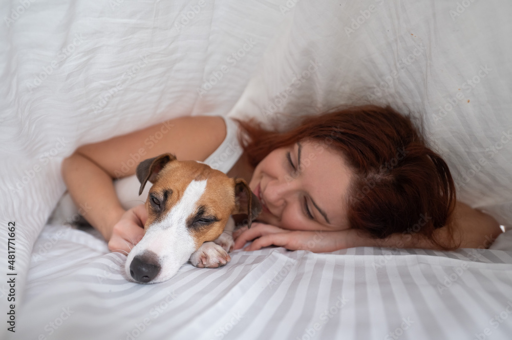Dog Jack Russell Terrier lies with the owner under a blanket. Dog Jack Russell Terrier lies with the owner under a blanket.