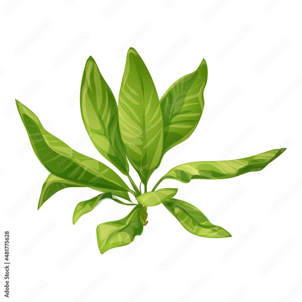 Naklejka premium Banana leaves icon cartoon vector. Tropic palm