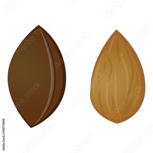 Apricot seed icon cartoon vector. Cut fruit