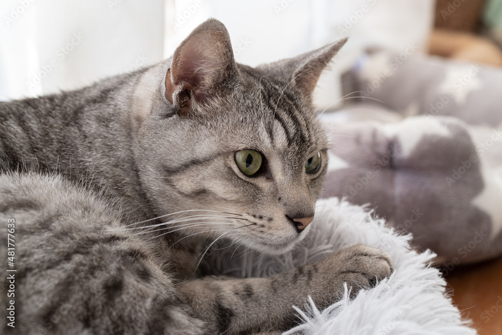 可愛い猫 サバトラ猫 可愛い猫 サバトラ猫