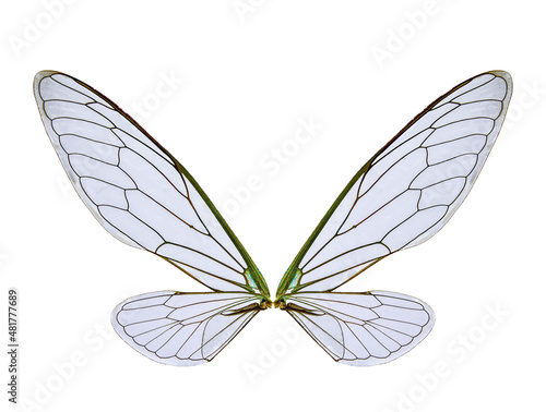 cicada insect wings on a white background,isolated
