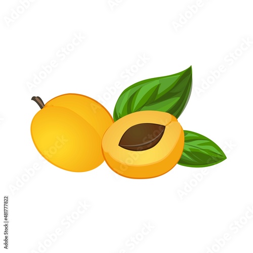 Seed apricot icon cartoon vector. Food jam