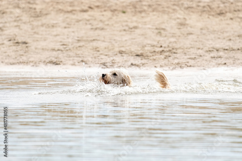 White Labradoodle dog jumps into a lake. Lots of water splashes flying around. Playing and swimming, animal themes