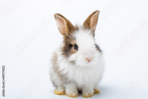 Foto A baby bunny easter white rabbit, sniffing, looking to camera, on white background