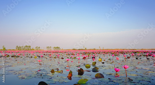 Red Lotus is blooming during the morning in the tranquil lake at Nakhon Sawan province unseen Thailand.