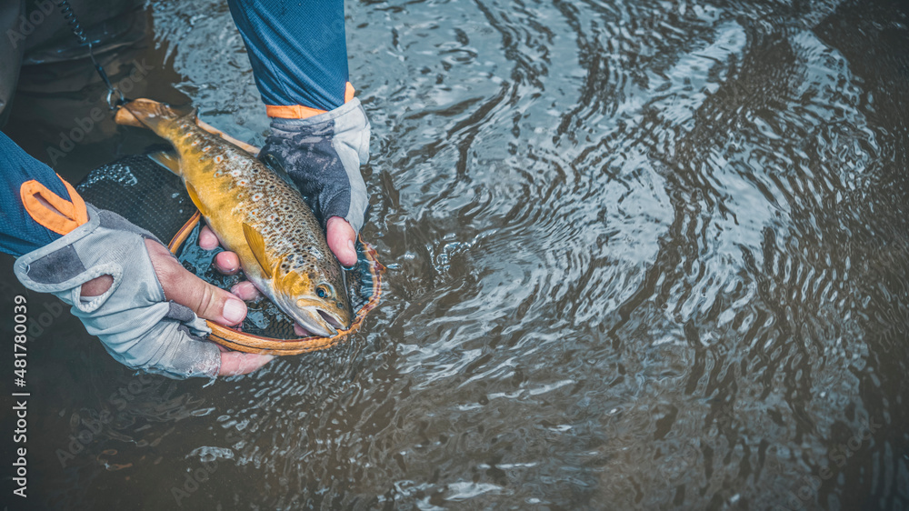 Fototapeta premium The fisherman releases the trout into the river.