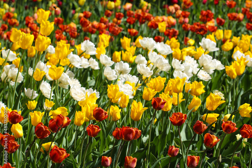 Spring meadow with a lot of multicolored white and yellow tulip flowers with selective focus, floral background Spring meadow with a lot of multicolored white and yellow tulip flowers with selective focus, floral background