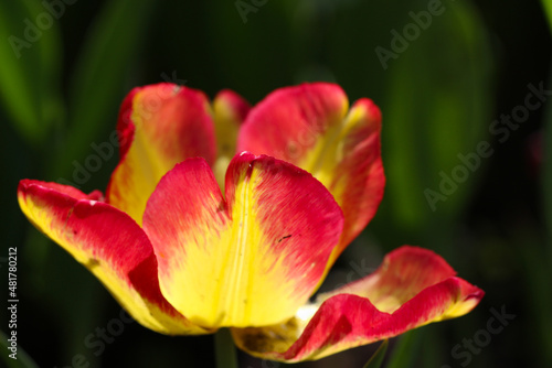 Close-up of a beautiful red-yllow tulip flower with selective focus in the park. Spring landscape