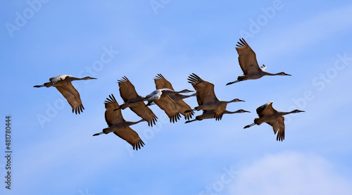 closeup of a flock of majestic sandhill cranes in flight on a sunny winter day in the bernardo state wildlife refuge near socorro, new mexico 