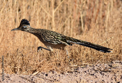 a greater roadrunner foraging in the brushlands in the bosque del apache national wildlife refuge near socorro, new mexico  photo