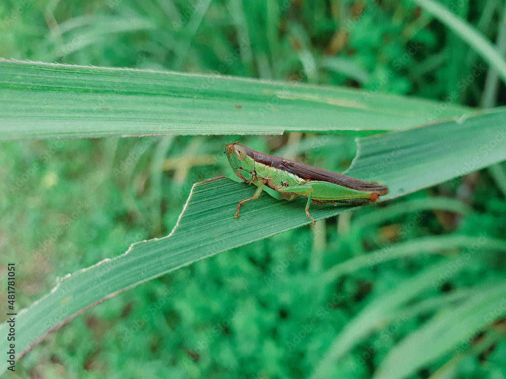 A green grasshopper is eatting green grass leaves . Grasshopper in nature. A green grasshopper is eatting green grass leaves . Grasshopper in nature.