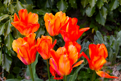 Beautiful bright tulips bloom in spring on a sunny day.