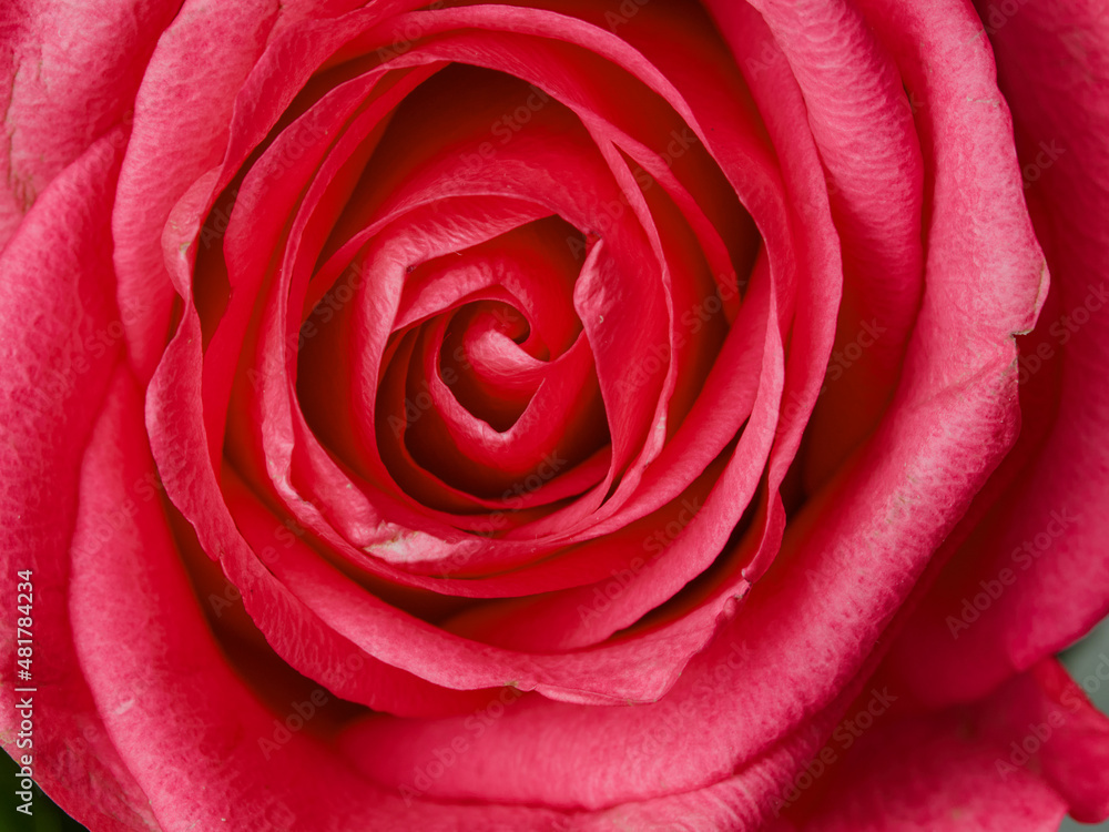 Deep red rose close up. Red rose. Deep red rose. Red rose macro scene Deep red rose close up. Red rose. Deep red rose. Red rose macro scene