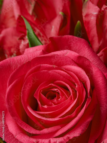 Deep red rose close up. Red rose. Deep red rose. Red rose macro scene