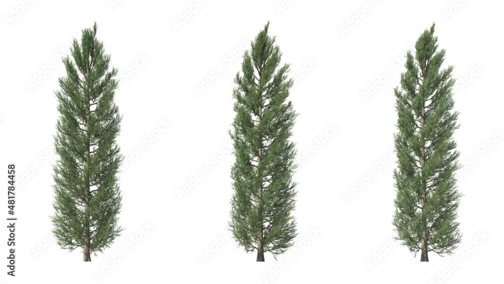 Isolated 3D realistic Tuscan Cypress tree on the wind, White background with transparent cut-out animation and alpha channel.