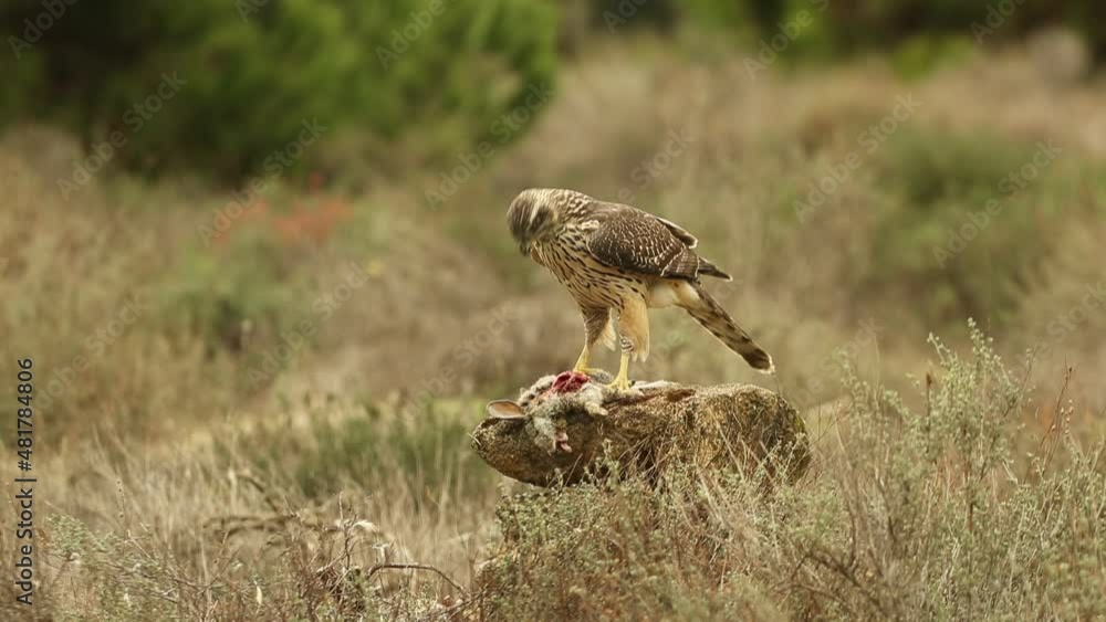 Young female Northern goshawk in an oak and pine forest in the last light of the afternoon
